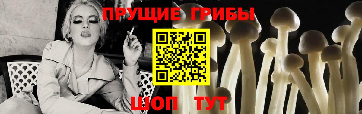 закладки  Вход с VPN  Нефтекумск  Псилоцибиновые грибы Psilocybine cubensis 